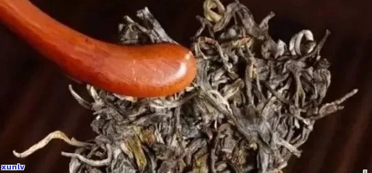 探秘普洱茶：茶杆子在其中的独特魅力与作用