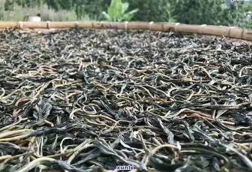 普洱茶为什么有茶杆：探讨普洱茶中茶叶杆的存在及其影响