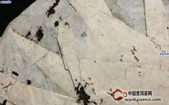 普洱茶饼纸上虫蛀现象：原因、影响与解决 *** 