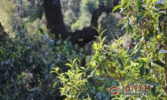 新 探索普洱茶的魅力：登临革登茶山，感受古树青香