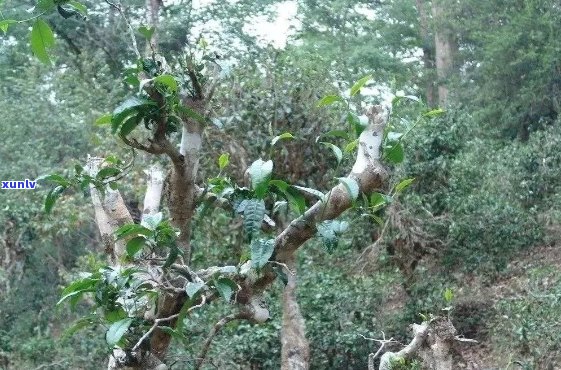 古树普洱茶：一种珍贵的普洱茶品种及其与其他普洱茶的区别