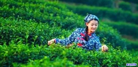 新普洱茶产业链：从茶叶种植、加工到销售的全过程解析