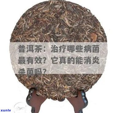 普洱茶的抗菌和消炎功效及其科学依据