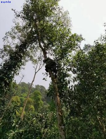 云南开古树茶的独特风味与品质特点