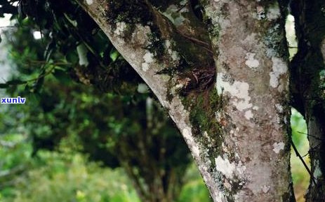 普洱茶开古树：历、品种、品质及冲泡 *** 的全面解析