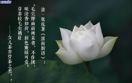 普洱茶龙柱与金针白莲区别