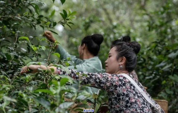 森林茶业：从森林茶到森林茶几，品味自然之美