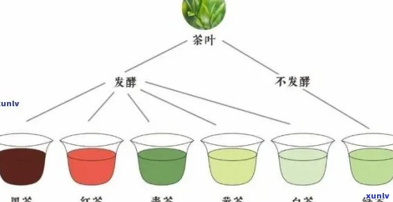 探究半发酵茶的不同种类及其特点