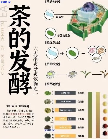 探究半发酵茶的不同种类及其特点