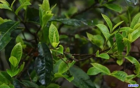 普洱茶：品味醇香，感受文化，尽在一杯之中