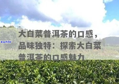 普洱茶中的大白菜：一种茶叶独特的魅力与文化内涵