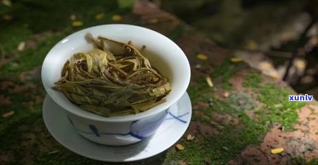 云南百年古树茶香韵，品茗人生佳境