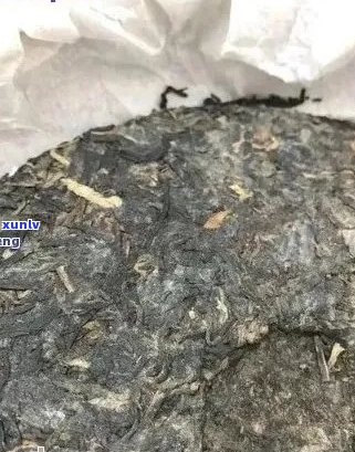 普洱茶饼里有虫卵吗？能喝吗？