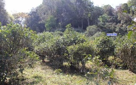 普洱茶高杆古树茶的魅力：特点、品质与饮用 *** 全面解析