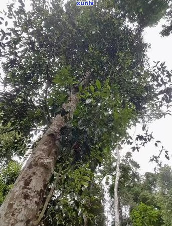 普洱茶高杆古树茶的魅力：特点、品质与饮用 *** 全面解析