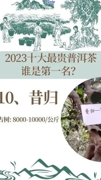 2023年新茶价格走势：昔归今年不同产地、品质的新茶价格是多少？