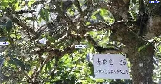 老班章茶叶品种与功效：什么是老班章茶及其产地和意义？