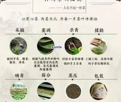 景迈龙珠普洱茶：品鉴与选购指南，了解产地、工艺、口感等全方位信息