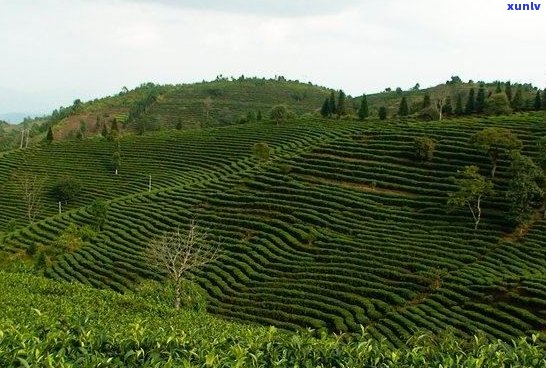 芒林坝茶场普洱茶怎样：品鉴与选购指南