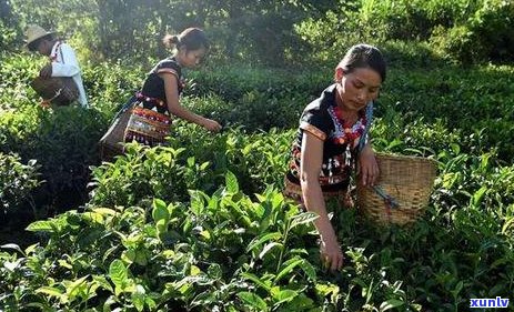 杭州普洱茶直播供应链 *** 及公司评价