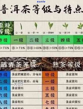 全面了解茶叶普洱茶十大：选购指南、口感对比、功效解析及适合人群推荐