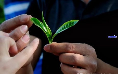 全面了解茶叶普洱茶十大：选购指南、口感对比、功效解析及适合人群推荐