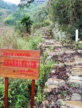 百里遥普洱茶山实：普洱网红百里茶道投资运营