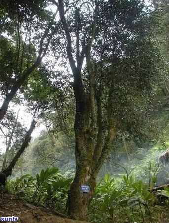 冰岛普洱茶树种的种植 *** 、时间及茶树龄