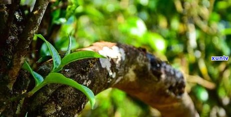 冰岛普洱茶树种的种植 *** 、时间及茶树龄