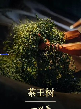 冰岛母树茶王普洱茶蜜香浓