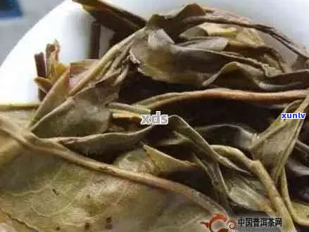 茶底辨别普洱茶好坏