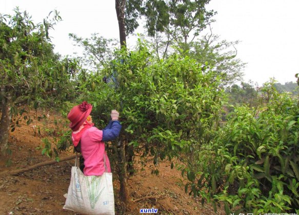 搜普洱茶分类标准