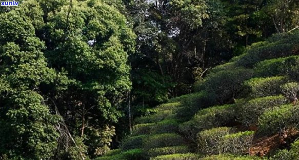 普洱茶名山名寨的茶能买到吗