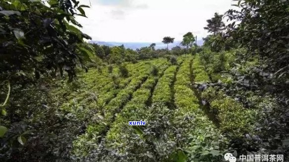 普洱茶名山名寨的茶能买到吗