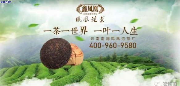 云南凤凰窝普洱茶省长