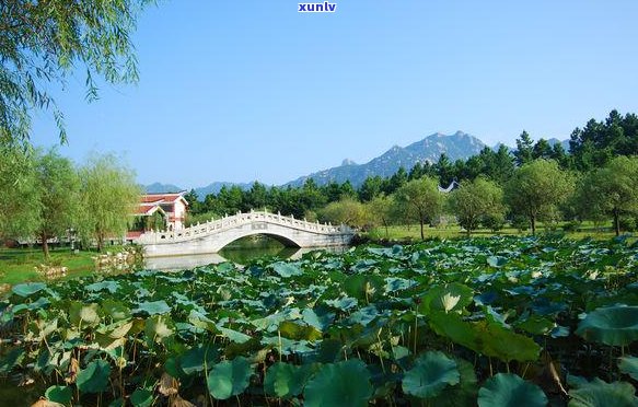 天福和典藏普洱茶