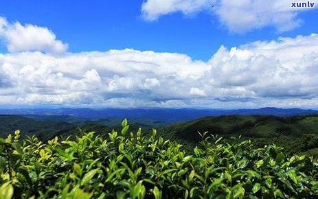 冬天煮老熟普洱茶好吗