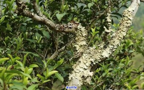 子香味的普洱茶