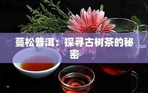 普洱茶与曼松寻茶