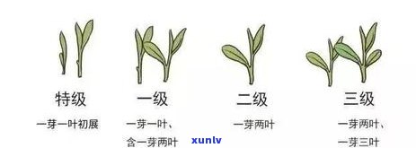 什么茶叶可以有利于口气