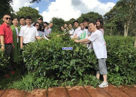 普洱茶和灵芝哪个好一些