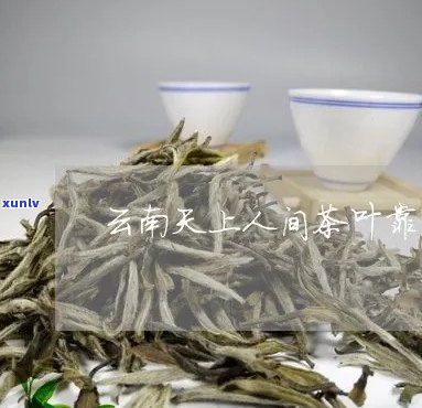 天上人间滇茗普洱茶