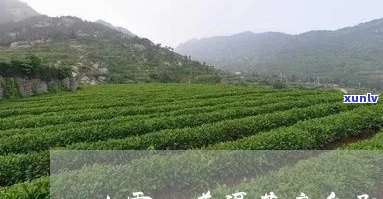 大雪山普洱茶产地环境怎么样