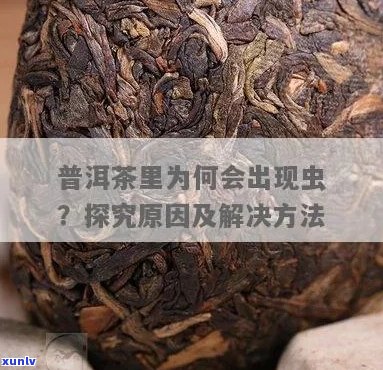 普洱茶上有虫怎么办