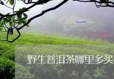 只为一杯野生的普洱茶什么意思