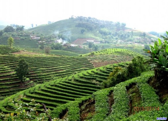 云南普洱茶新八大茶山