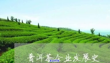 省公司普洱茶发展历