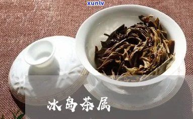 冰岛茶属于什么类