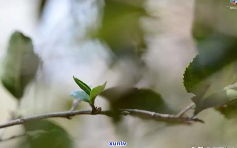 03年皇家贡茶普洱茶价格