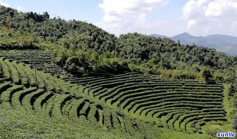 嘴苦喝普洱茶好吗